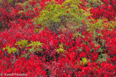07-01 MOUNTAIN LAUREL AMONG FALL RED BLUEBERRY LEAVES, DOLLY SODS WILDERNESS, WV © KENT MASON