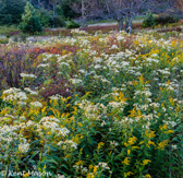 07-04 CANAAN VALLEY LATE SUMMER WILDFLOWERS,, WV  ©  KENT MASON