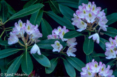 07-31 RHODODENDRON FLOWERS, WV  © KENT MASON