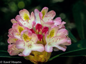 07-32 RHODODENDRON FLOWERS, WV  © KENT MASON