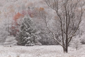 08-07  WINTER IN THE CANAAN VALLEY, WV  © KENT MASON