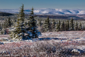 08-11  WINTER IN THE DOLLY SODS WILDERNESS, WV  © KENT MASON