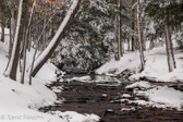 08-42  WINTER IN THE CANAAN VALLEY, WV  © KENT MASON
