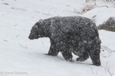 08-16  BLACK BEAR IN THE SNOW, WV   © KENT MASON