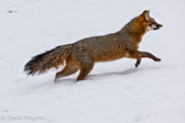 08-52 GREY FOX IN THE SNOW, WV  © KENT MASON
