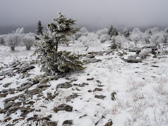 08-17  WINTER IN THE DOLLY SODS WILDERNESS, WV  © KENT MASON