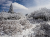 08-13  WINTER IN THE DOLLY SODS WILDERNESS, WV  © KENT MASON