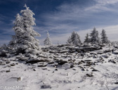 08-20  WINTER IN THE DOLLY SODS WILDERNESS, WV  © KENT MASON