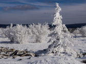 08-24  WINTER IN THE DOLLY SODS WILDERNESS, WV  © KENT MASON