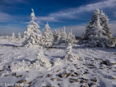 08-23  WINTER IN THE DOLLY SODS WILDERNESS, WV  © KENT MASON