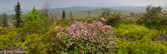 09-21 WV HIGHLAND PANORAMA FROM DOLLY SODS WILDERNESS,  © KENT MASON