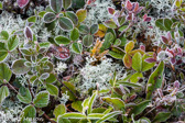 10C-02 FROSTED TUNDRA PLANTS #1, DOLLY SODS WILDERNESS, MNF, WV © KENT MASON