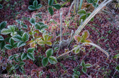 10C-06 FROSTED TUNDRA LIKE PLANTS, DOLLY SODS WILDERNESS, WV  © KENT MASON