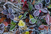 10C-07 FROSTED TUNDRA LIKE PLANTS, DOLLY SODS WILDERNESS, WV  © KENT MASON