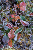 10C-09 FROSTED TUNDRA LIKE PLANTS, DOLLY SODS WILDERNESS, WV  © KENT MASON