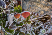 10C-08 FROSTED TUNDRA LIKE PLANTS, DOLLY SODS WILDERNESS, WV  © KENT MASON