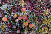 10C-11 FROSTED TUNDRA LIKE PLANTS, DOLLY SODS WILDERNESS, WV  © KENT MASON