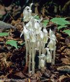 10D-18 INDIAN PIPES, DOLLY SODS WILDERNESS, MNF, WV © KENT MASON