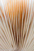 10F-12 GILLS OF A MUSHROOM, MACRO NATURE IMAGES, WV HIGHLANDS  © KENT MASON