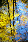 10G-09 FALL REFLECTION IN THE WILLIAMS RIVER, MNF, WV © KENT MASON