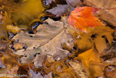 10G-07 FALL LEAVES IN WATER REFLECTION, RED CREEK, DOLLY SODS WILDERNESS, WV © KENT MASON